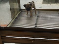-悠尼宠物·独立低压伊珊娜洗护·美容·寄养(兰谷路店)