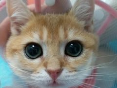 -纳吉亚猫专科动物医院博雅分院