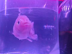 -华声天桥民俗文化园