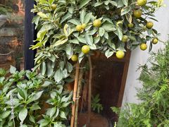 -自由生长植物工作室(深港花卉中心店)