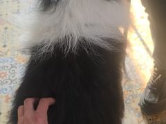 -趣玩宠物乐园寄养训犬训狗游泳池