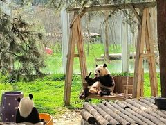 -西安秦岭野生动物园