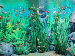 -上海海洋水族馆