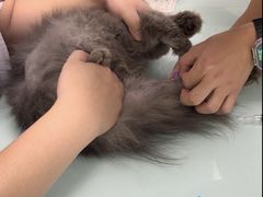 -宠福鑫康馨动物医院·骨科·眼科