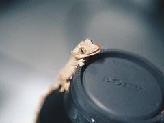 -酷以爬仙阁实体爬宠店·守宫·蜥蜴·专业繁育