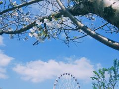 -顾村公园