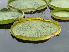-莫愁湖公园