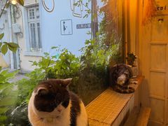 -海边的猫和咖啡馆