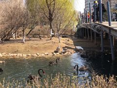 -长白岛森林公园