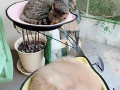 -有猫主题·治愈系猫咖(曾厝垵店)