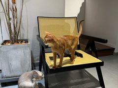 -琪喵猫屋·撸猫猫咖·猫舍