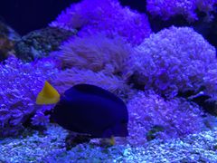 -暹罗海洋世界