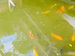 -豫园湖心亭茶楼