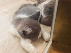 -飞行喵MR PILOT|猫舍·猫咖(静安大融城店)