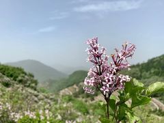 -阳台山自然风景区