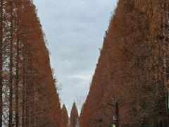 -黄海国家森林公园