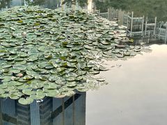 -荔枝公园(福田区)