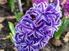 -石家庄市植物园