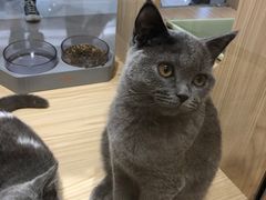 -屋虎猫馆(宝安大仟里店)