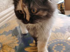 -平行世界·猫咖(首经贸店)