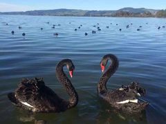 -Movenpick Newmarket