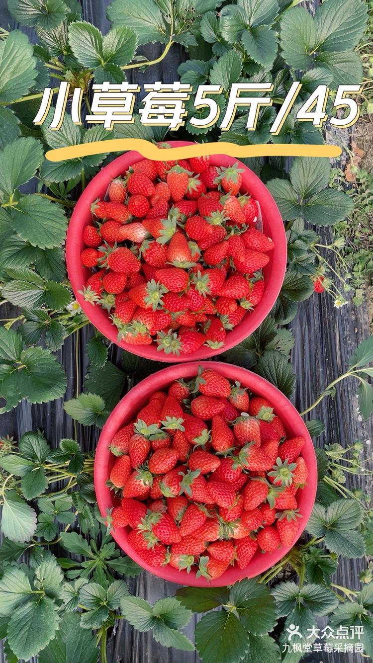 奶油草莓香的不得了