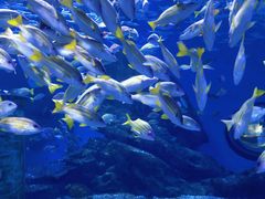 -海合安武汉极地海洋公园