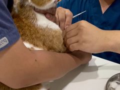 -伟伟宠物医院·CT影像中心·瑞派犬猫综合性门诊(汉口总院)