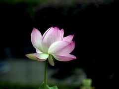 -四川大学(华西校区)