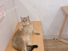 -李小姐の猫咖啡馆(五角场店)