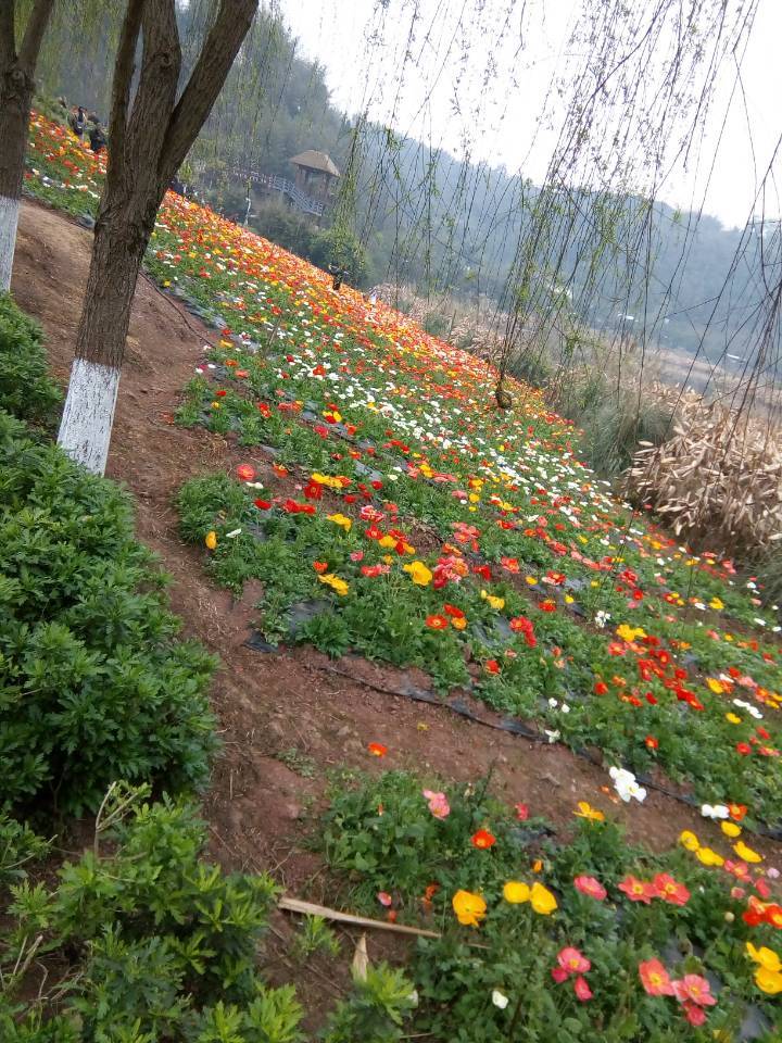 清溪谷花田酒地图片