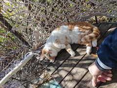 -喵屿·大理花园猫咖