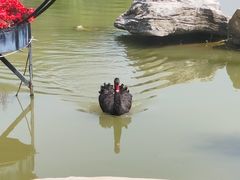 -荷兰花海