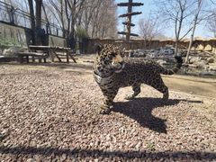 -北京野生动物园