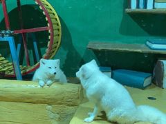 -大连圣亚海洋世界