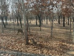 -秦皇岛野生动物园