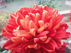 -随柳居·苏式小吃(建新巷店)