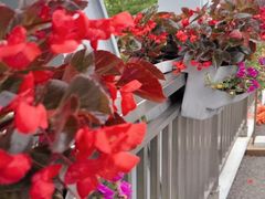 -昆山城市生态森林公园