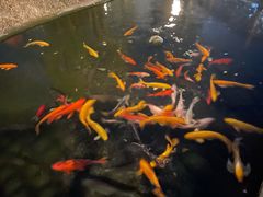-九尺赵老四鲜鹅肠火锅