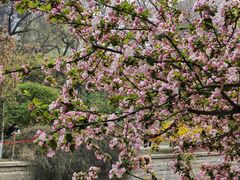 -海棠花溪(元大都城垣遗址公园)