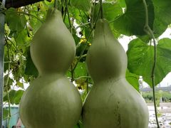 -白鹿原葡萄主题公园