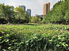 -沐仙湖湿地公园