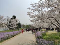 -苏州上方山国家森林公园