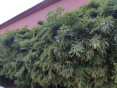 -古大圣慈寺