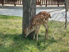 -北京鹿世界主题园