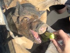 -西霞口神雕山野生动物世界