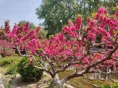 -元大都城垣遗址公园