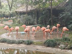 -合肥野生动物园
