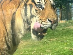-西霞口神雕山野生动物世界