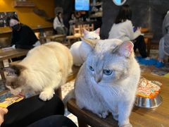 -猫猫幼稚园·撸猫·桌游·电玩